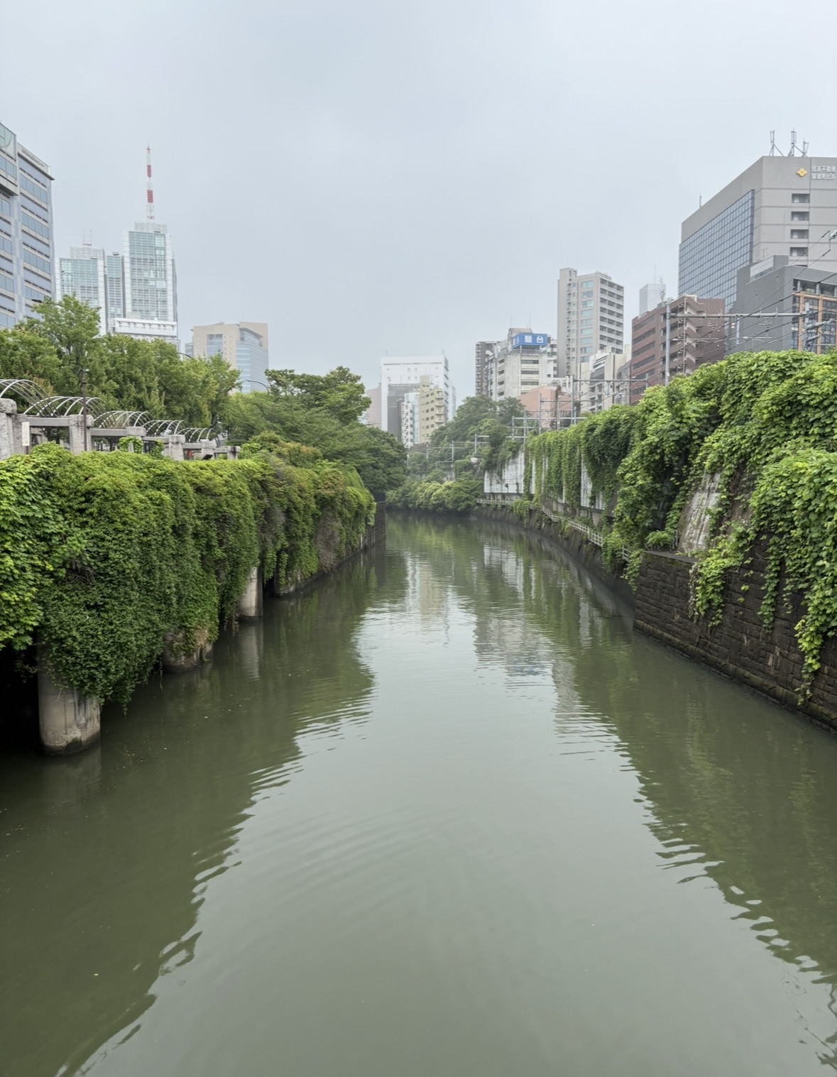 電車も人も見えない、蔦の壁と川だけの静けさ。四百年前に山を割って作られた谷の底。