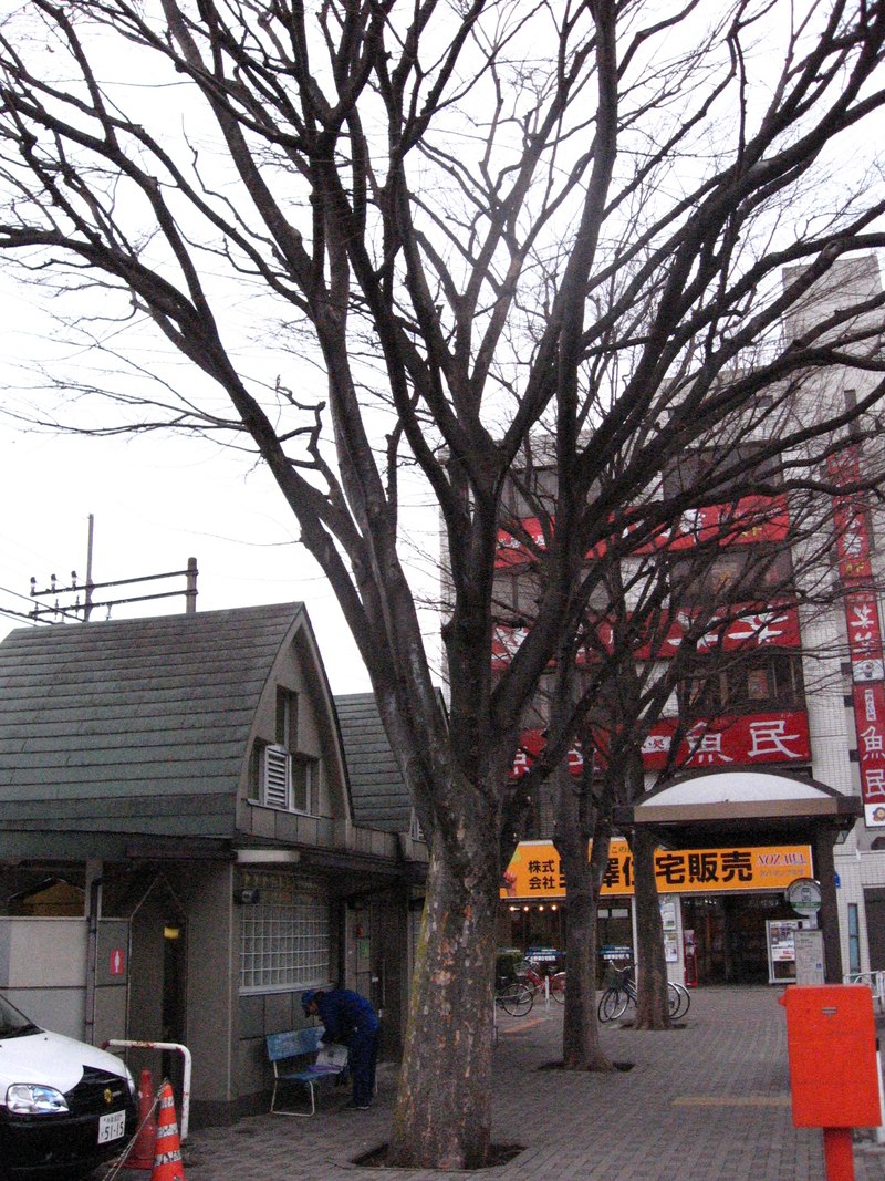 東村山駅前の「志村けんの木」(2008年撮影)。東村山音頭で町の名前を全国に広めた志村さんが植えた欅。(Photo: ITA-ATU, パブリックドメイン, via Wikimedia Commons)