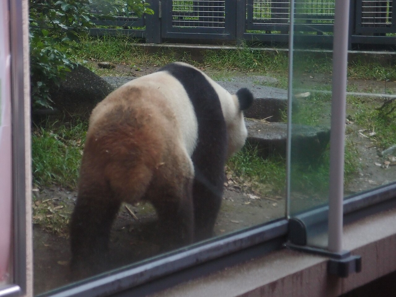 上野動物園のジャイアントパンダ。日本にパンダがいるという風景を作ったのが、カンカンとランランでした。（2013年撮影／Photo: CC BY 2.0, via Wikimedia Commons）